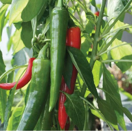 Hot Pepper Nino F1