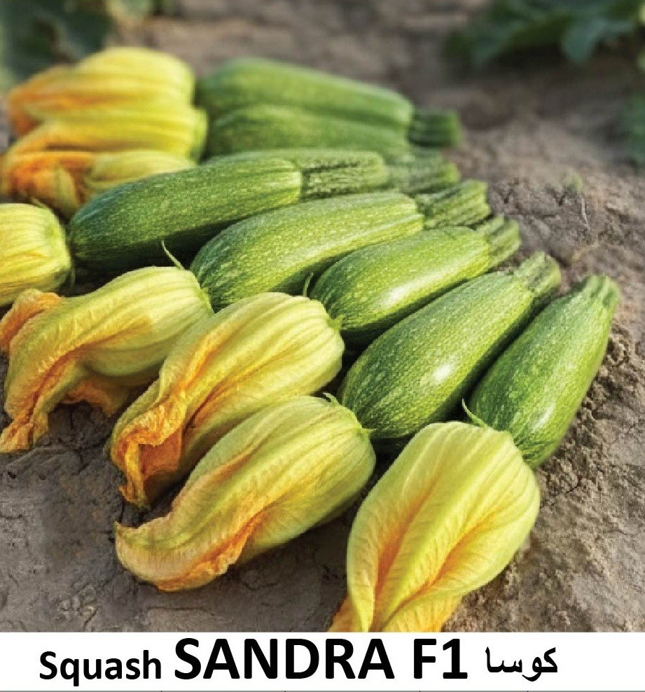 Squash Sandra F1