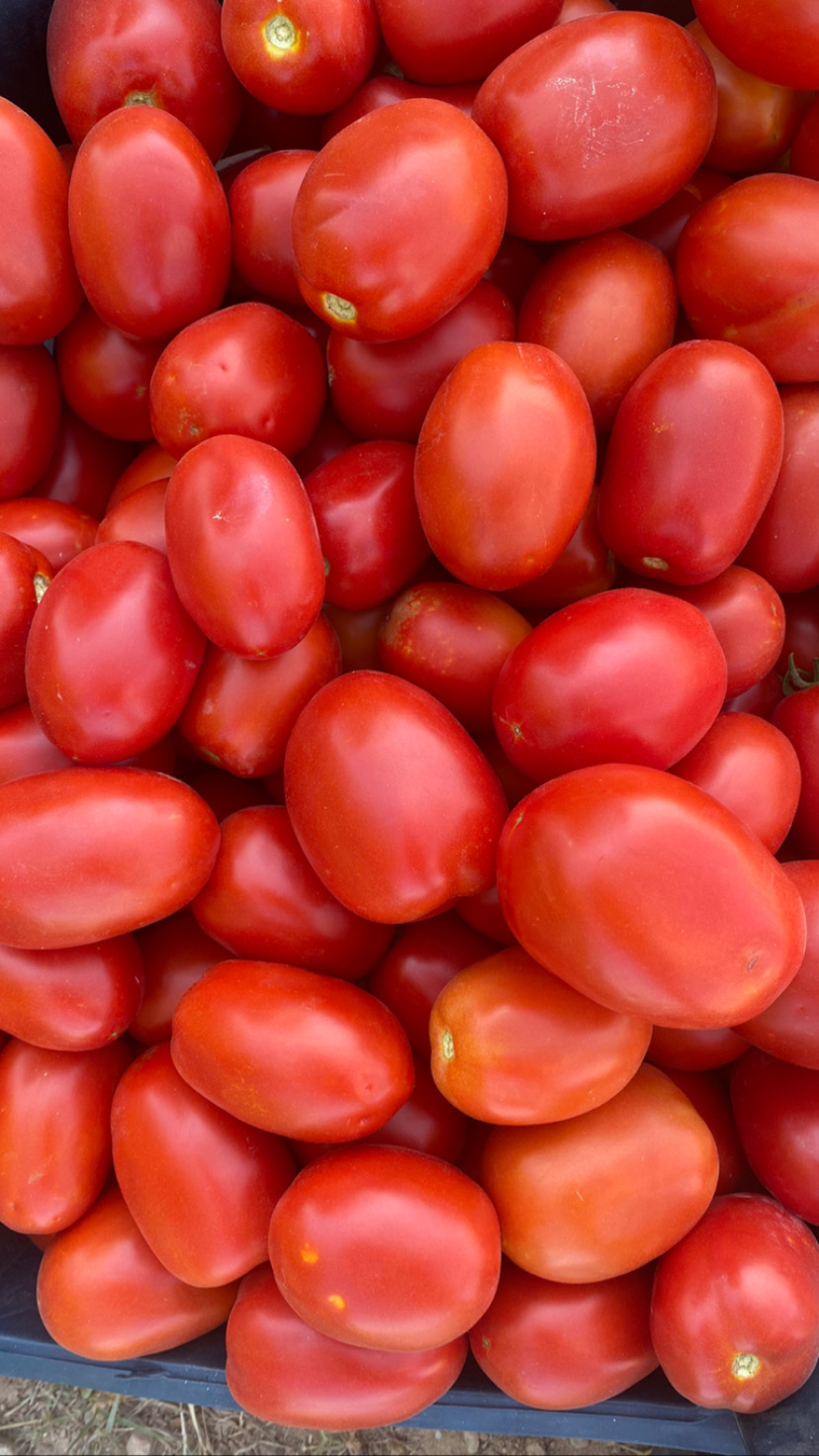 Tomato Tiora F1
